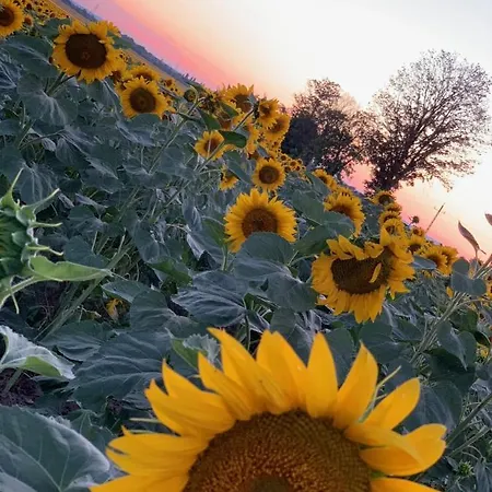 Apartment Privat Balatonszabadi Fürdőtelep