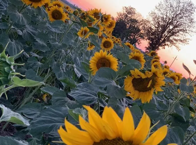 Appartement Privat Balatonszabadi Fürdőtelep